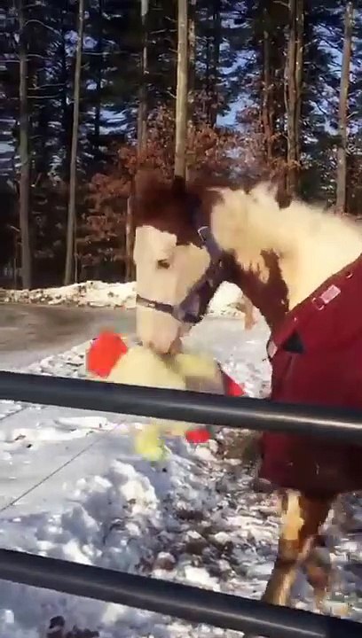 Un cheval joue dans la neige avec une peluche