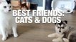 Best Friends: Cats & Dogs