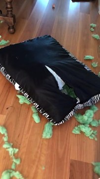 Pris la tête dans le coussin ce chien l'a complètement détruit !