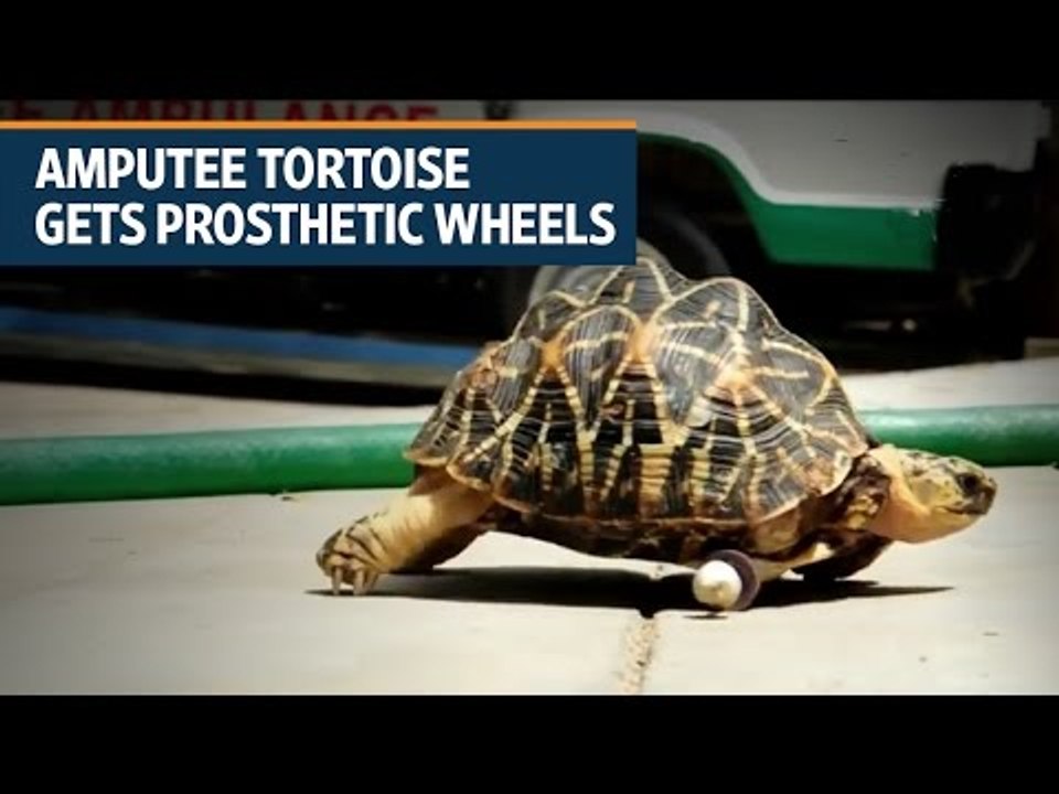 Amputee tortoise gets prosthetic wheels