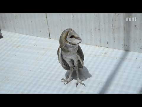 Pradeep D’Souza’s informal avian medical care unit