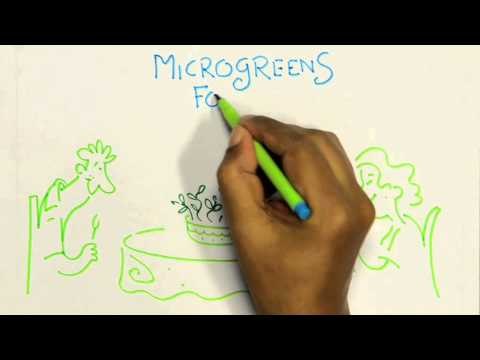 Lounge Cool Ideas 2014 | Growing Greens