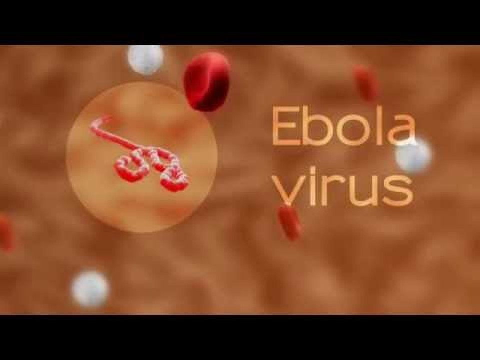 How companies are combating Ebola virus