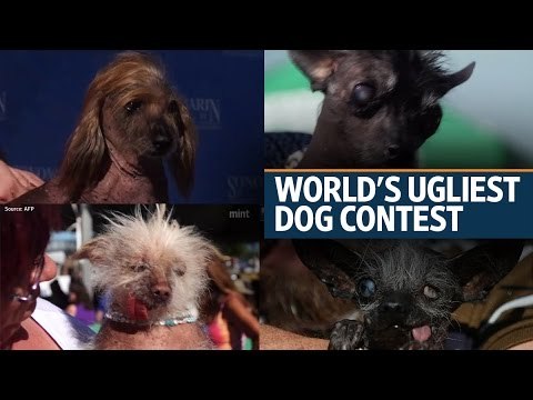 Meet Sweetpee Rambo – the World’s ugliest dog