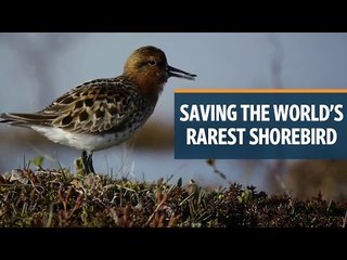 Saving the world’s rarest shorebird