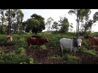 How the World Bank should help the planet’s poorest: pay them