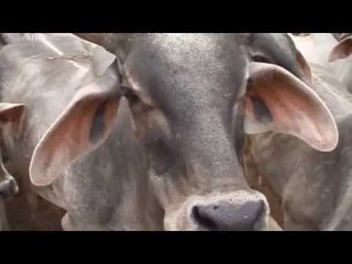 Will the cow be India's national animal soon?