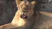 Asiatic lion population in Gujarat touches 523