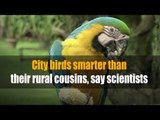 City birds smarter than their rural cousins, say scientists