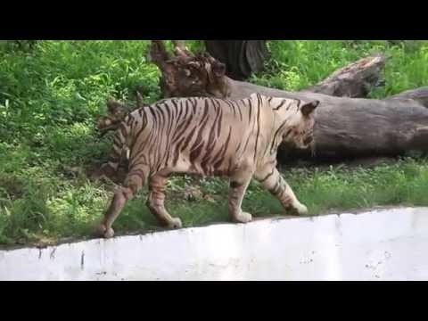 Delhi Zoo: The inside story
