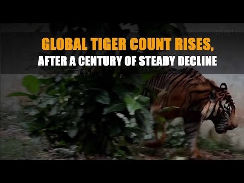 Global tiger count rises, after a century of steady decline