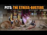 Pets: the stress-busters