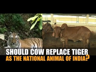 Should cow replace tiger as the national animal of India?