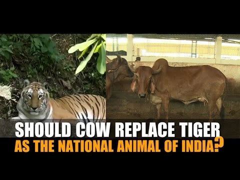 Should cow replace tiger as the national animal of India?