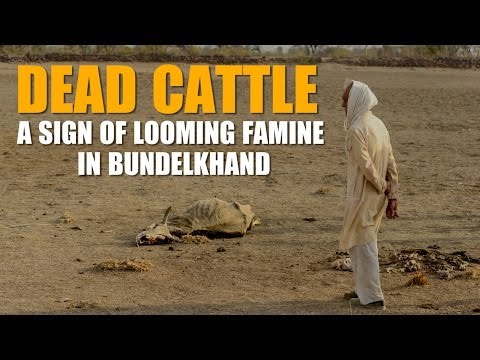 Dead cattle a sign of looming famine in Bundelkhand