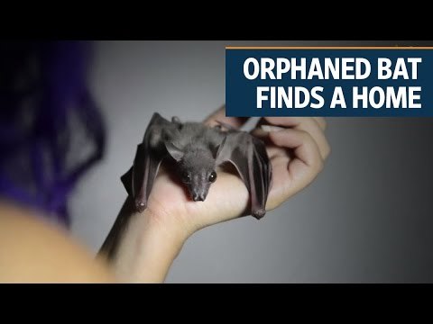 Orphaned bat finds a home