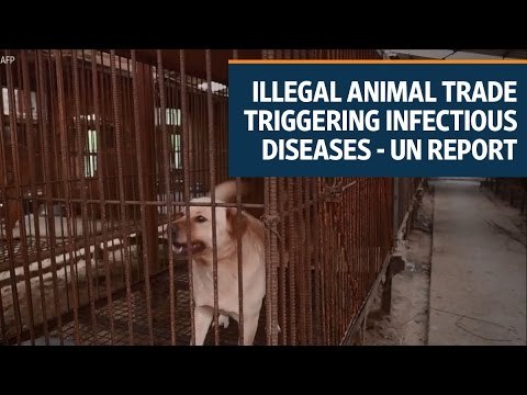 Illegal animal trade triggering infectious diseases like Zika: UN report