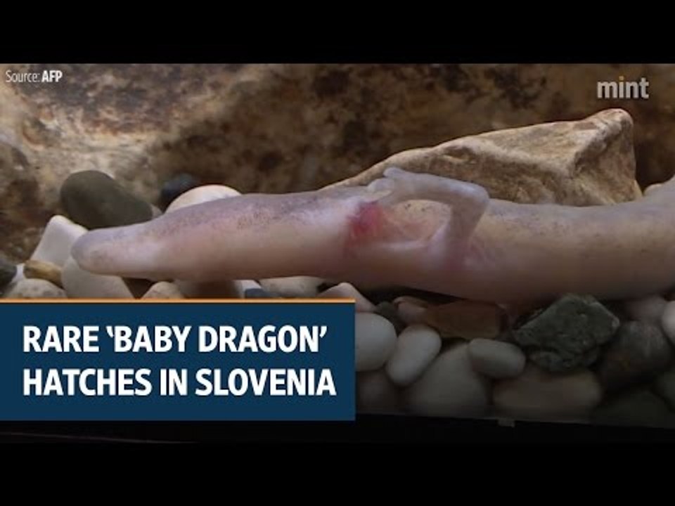 Rare ‘baby dragon’ hatches in Slovenia