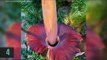 All about World's largest flower in 60 seconds