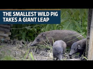 The smallest wild pig takes a giant leap