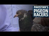 Pakistan's pigeon racers