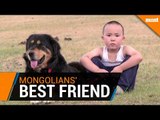 Mongolians' best friend: saving herder dogs on the steppes