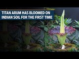 Titan Arum has bloomed on Indian soil for the first time