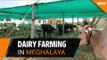 Dairy farming - an alternative to Meghalaya's Garo Hill residents