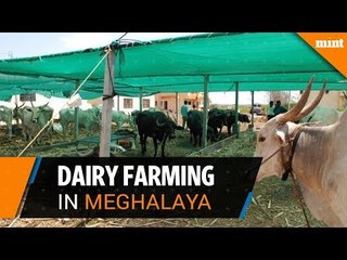 Dairy farming - an alternative to Meghalaya's Garo Hill residents