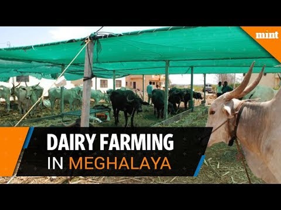 Dairy farming - an alternative to Meghalaya's Garo Hill residents