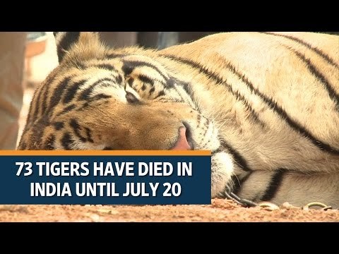 International Tiger Day | 73 tigers have died in India until July 20