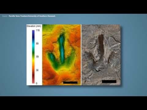Dinosaurs’ footprints on German beach deliver fascinating insights