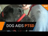 Dogs aids Australian military vets with PTSD