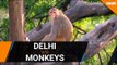 Humans v:s Wildlife - Delhi decides to sterlise monkeys