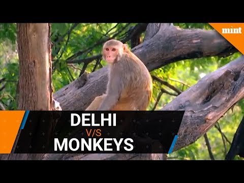 Humans v:s Wildlife - Delhi decides to sterlise monkeys