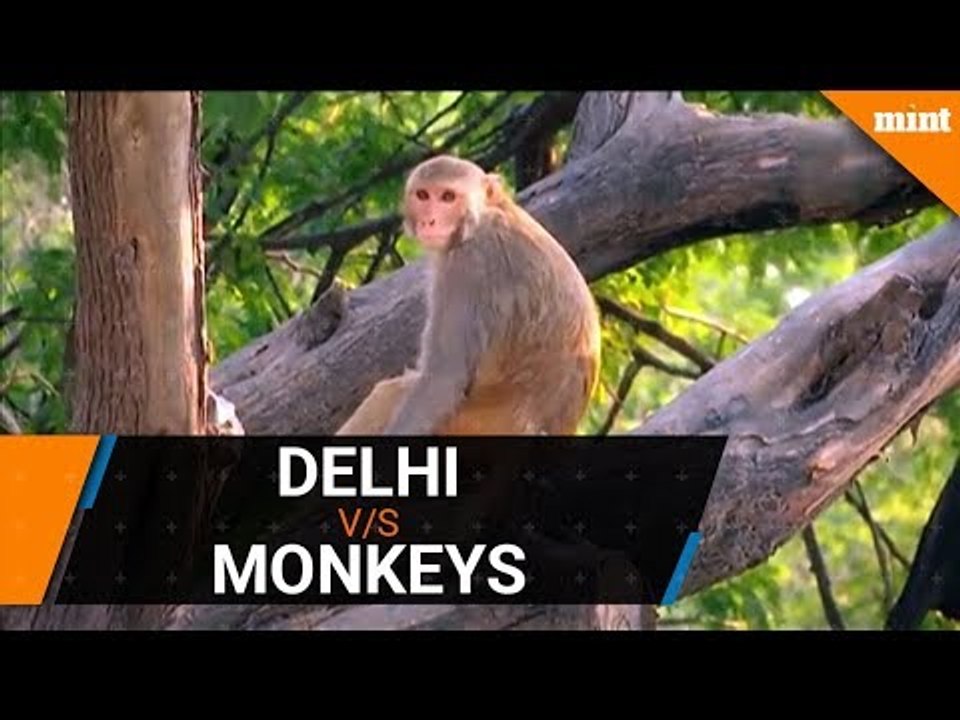 Humans v:s Wildlife - Delhi decides to sterlise monkeys