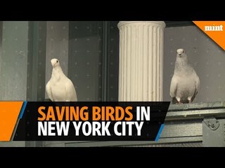 A refuge is saving birds in the middle of New York City