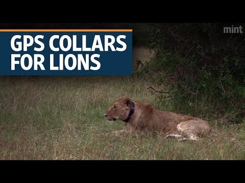 GPS collars protect Kenya's lions