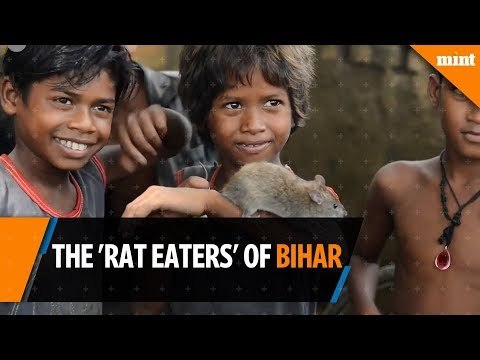The 'Rat Eaters' of Bihar: India's poorest people?