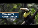 Toucan receives new beak made by 3D printer