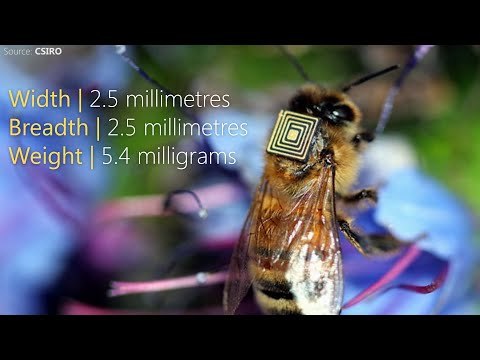 Why are honey bees dying?