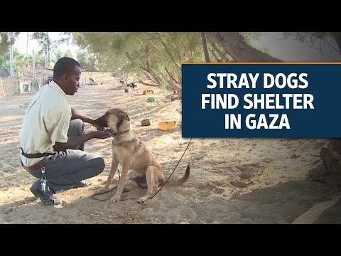 A dog shelter amid war-torn Gaza strip