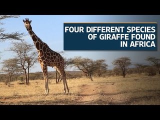 Four species of Giraffe found, reveals genetic analysis