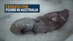 Faceless fish among weird deep sea Australian finds