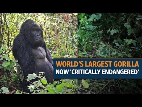Eastern gorilla is most vulnerable to extinction, a study finds
