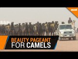 Camels disqualified from beauty contest because of botox