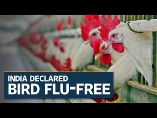 India declares itself free from bird flu