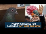 Pigeon arrested for carrying 'Lashkar-e-Taiba' note for Prime Minister Narendra Modi