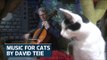 American Cellist cuts album for cats
