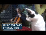 American Cellist cuts album for cats